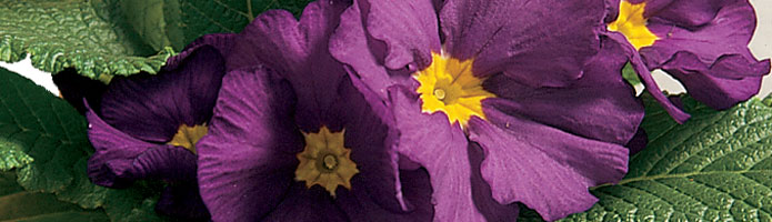 Primula (Foto: floradania.dk)